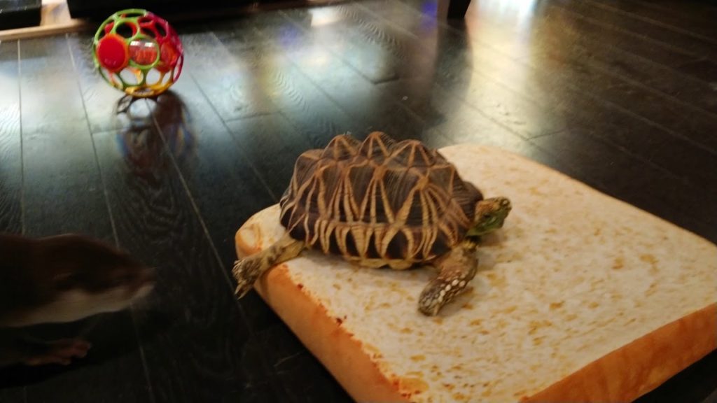 はじめまして。食パンに乗った亀とご対面！