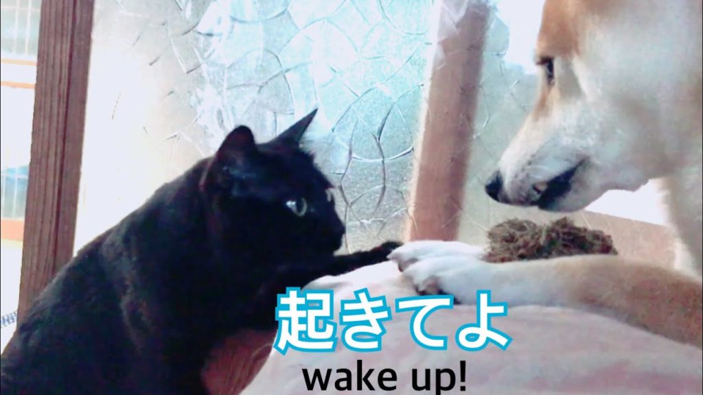 早起き猫ちゃんと遅起きワンちゃん