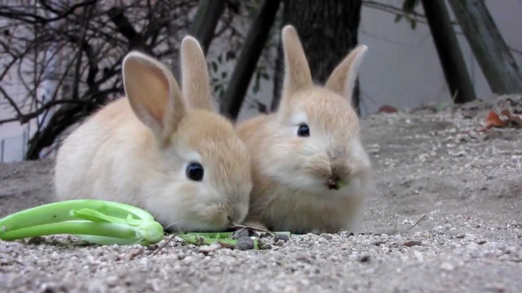 とっても可愛いウサギがたくさん！