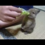 モグモグキャベツを食べるウサギの赤ちゃん