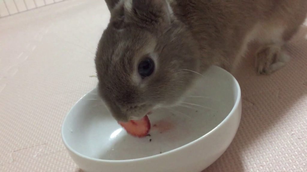 ご飯のイチゴを食べて、声を出すウサギのニン太郎