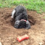 土の地面に穴を掘って涼み処を作るミニチュアシュナイザーのおてんば娘２才