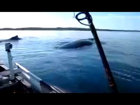 巨大クジラと遭遇