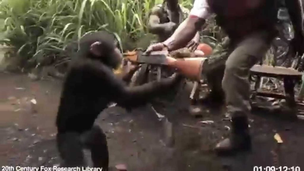 チンパンジーが銃を乱射する動画