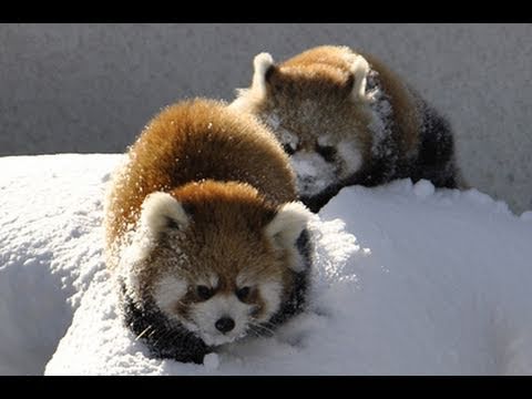 レッサーパンダの雪遊び