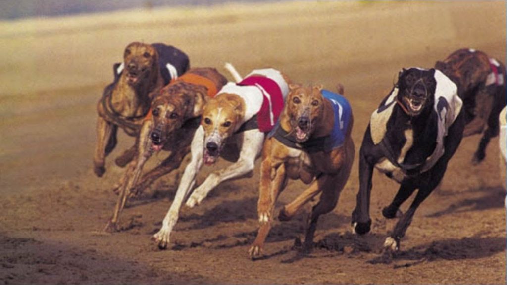 世界最速クラスの犬がスゴイ。