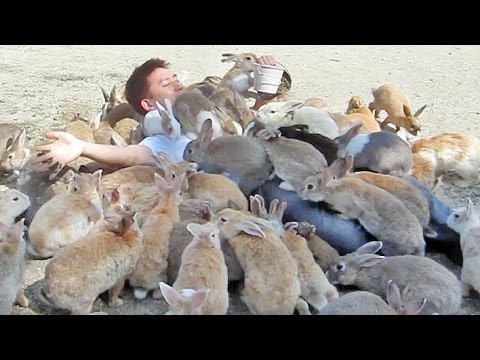 ウサギの餌を与えていたら、たくさんのうさぎに囲まれる