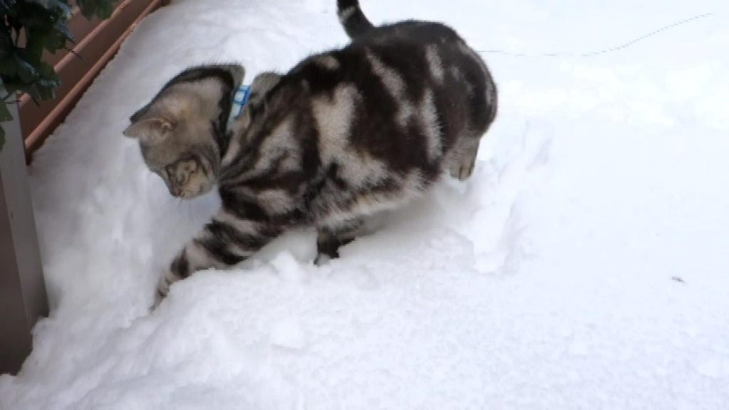 猫の雪遊び