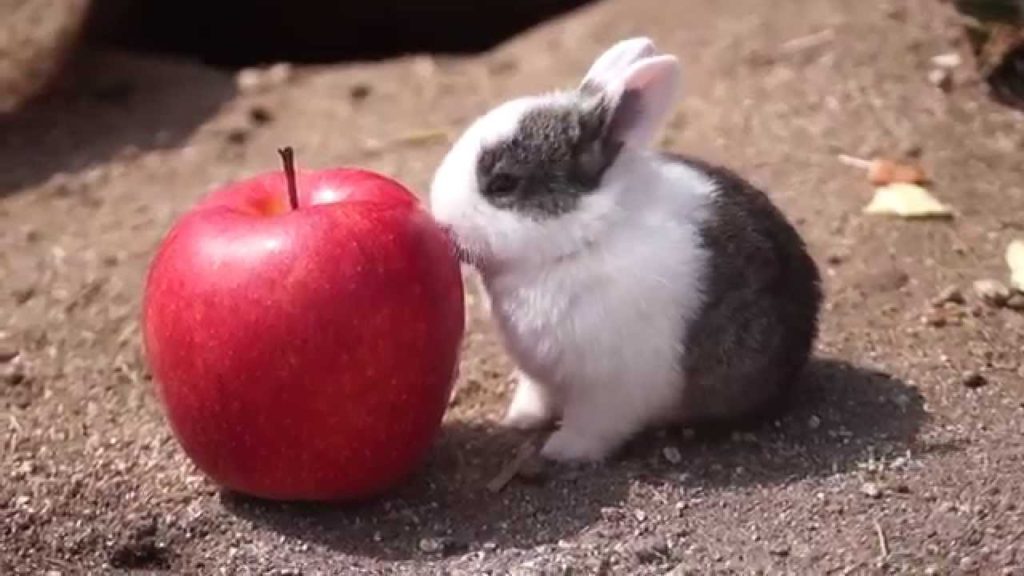 リンゴのほうが大きい！？