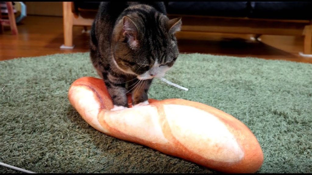 ネコのパン屋さん
