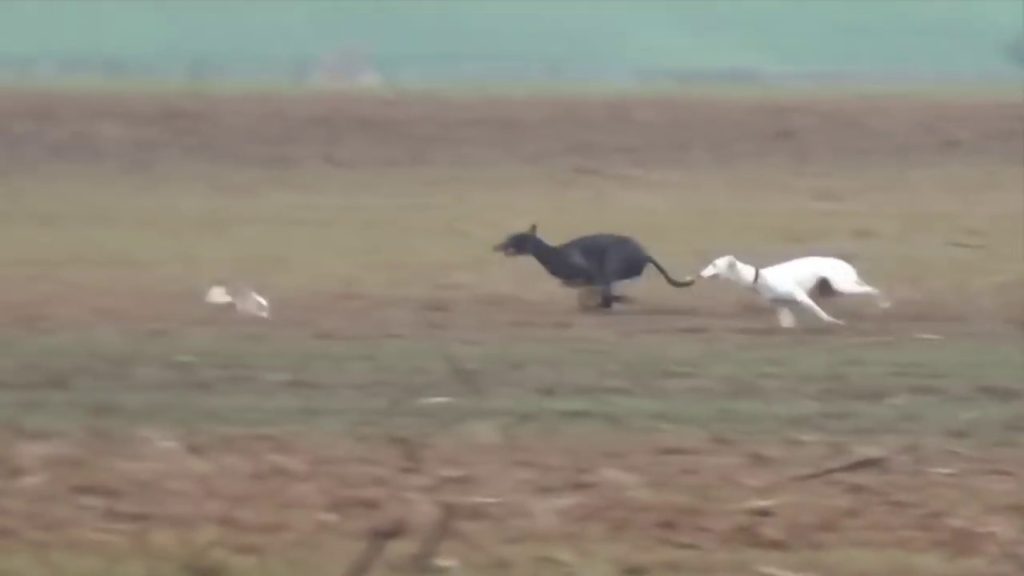 神速のグレイハウンド　VS　野ウサギ　の走りあいの動画