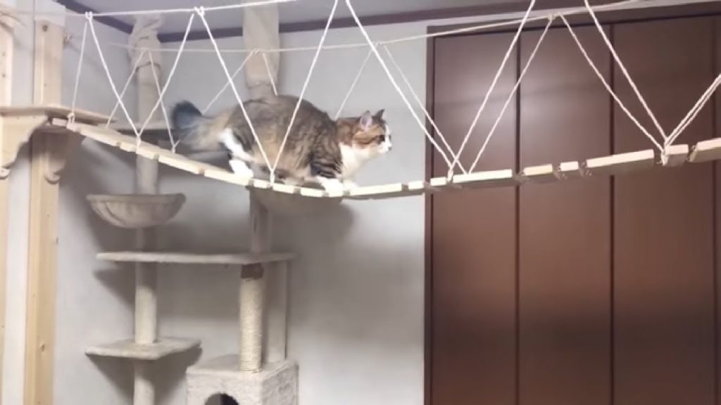 ネコ専用の吊橋