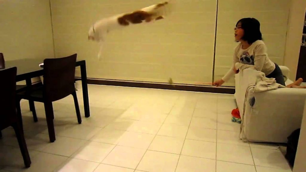 華麗な猫ジャンプ。