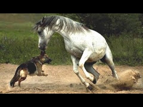 犬と馬の友情！？じゃれ合う二匹。
