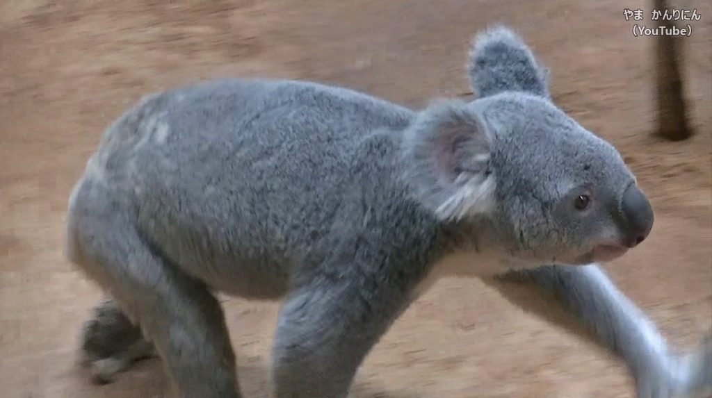 歩くコアラ。そしてジャンプするコアラ