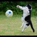 おもしろサッカーが大好きな猫と犬