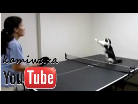 卓球をする猫たち