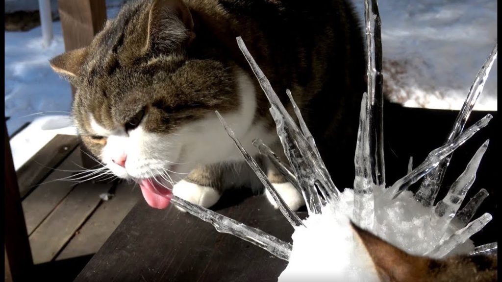 ハリネズミ雪だるまと遊ぶ猫