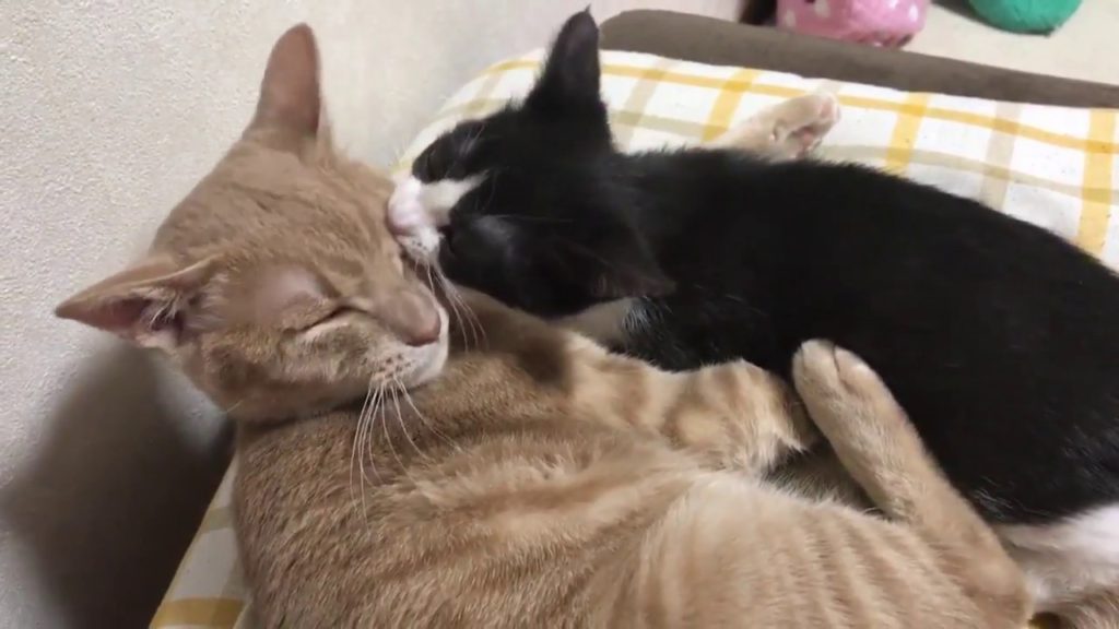 子猫を寝かしつける猫