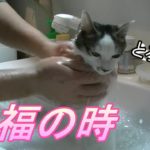 お風呂は素直に入る猫ちゃん
