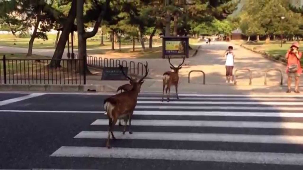 ちゃんと横断歩道を渡る奈良の鹿
