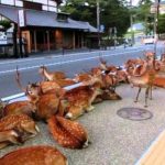 奈良の鹿たちは道路を占拠して、休みを取る。