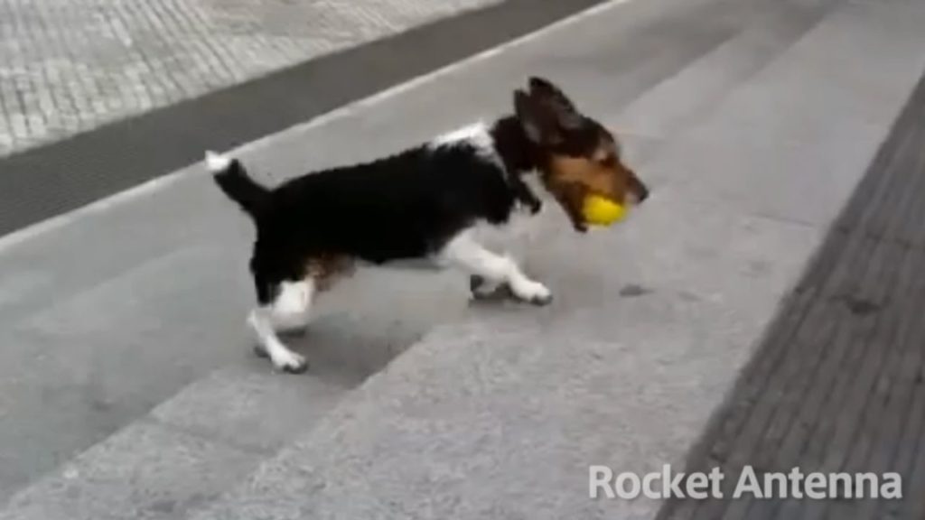 一匹でボール遊びをする賢い犬