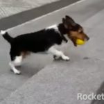 一匹でボール遊びをする賢い犬