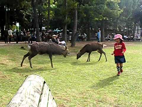 奈良公園の鹿に後方からタックルされた少女