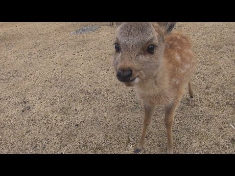 鹿と奈良公園