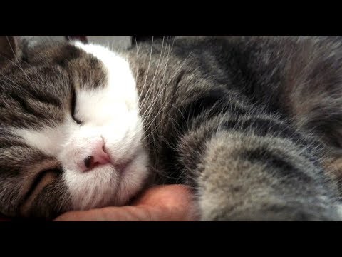 猫の添い寝