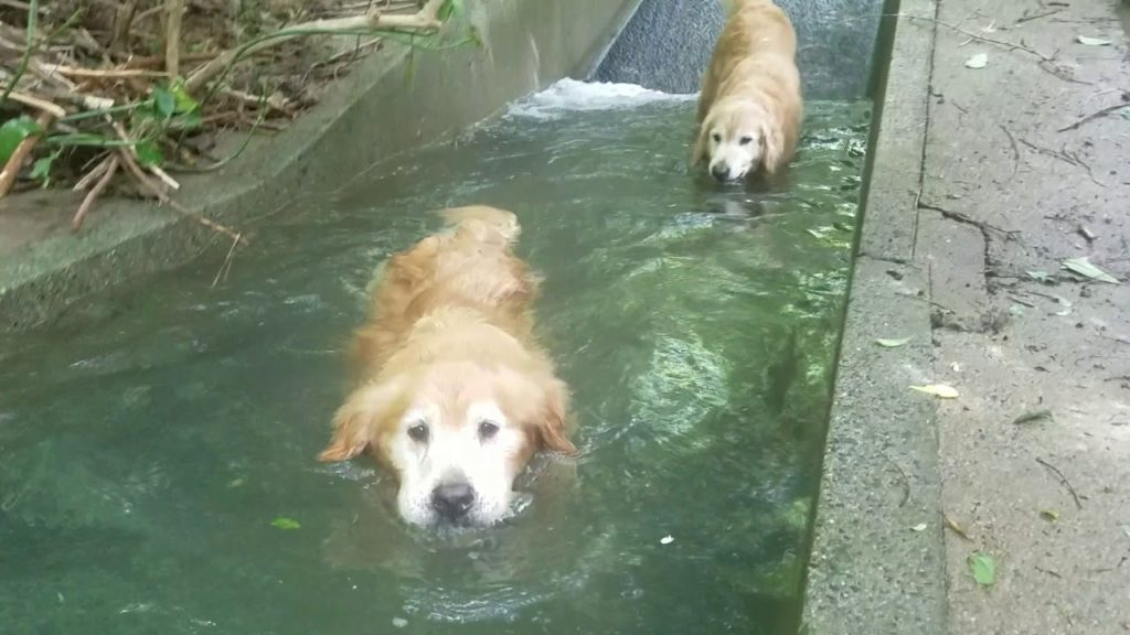 犬専用天然プール