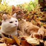 落ち葉で寄り添う２匹の猫
