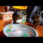 水遊びする猫と主