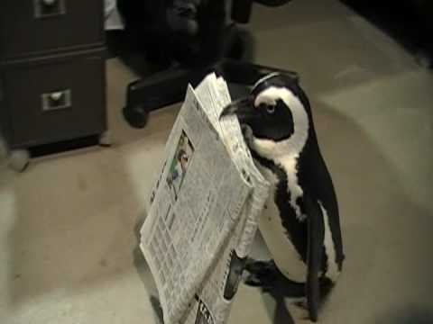 新聞を持ってくるペンギン