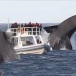 ホーエルウォッチング……鯨が飛び跳ねたり……いろいろ
