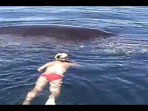 鯨漁……鯨に泳いで近づいてみる……。