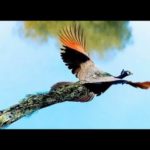 神々しい！空を舞う孔雀/Flying Peacock