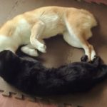 いちゃついている間に眠くなってきた柴犬と黒猫。