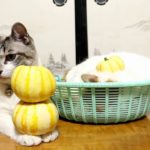 手乗りかぼちゃと置き猫