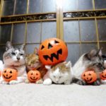 乗せ猫とかぼちゃ