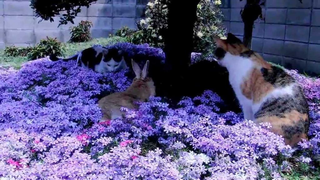 猫とウサギの会合~花咲くお庭にて~