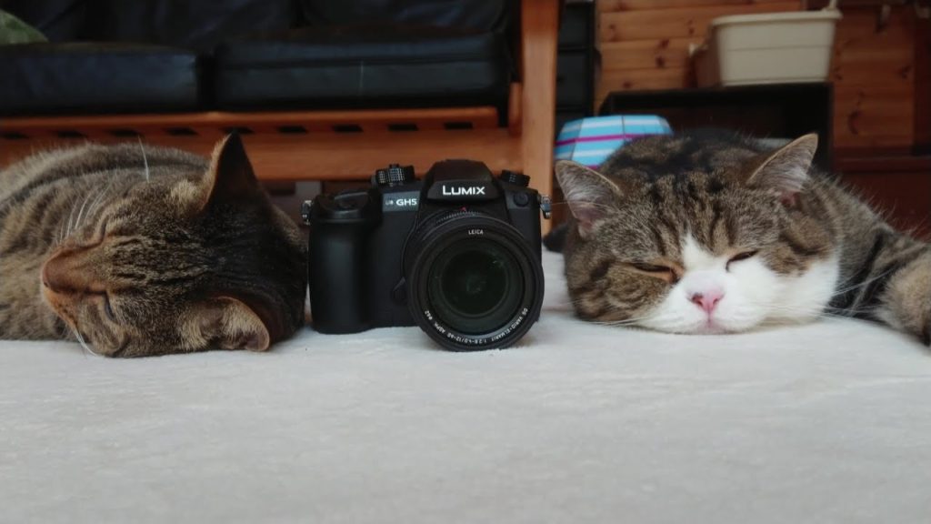 いろんなカメラ機能で猫を撮る