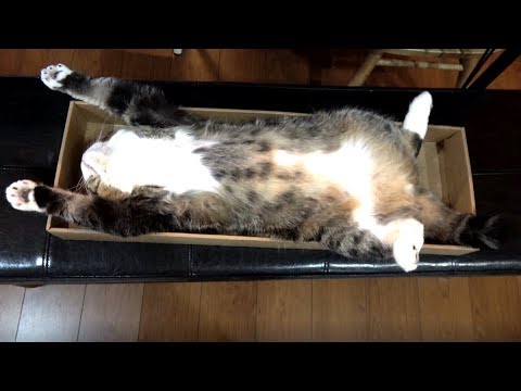 大箱と猫と小箱-箱×猫-