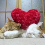 二匹の猫とバレンタイン=猫×クッション=