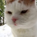 雪道の猫=猫×猫×雪=