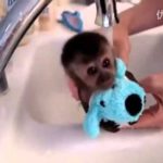 赤ちゃん猿の入浴シーン。これはたまらん！！！