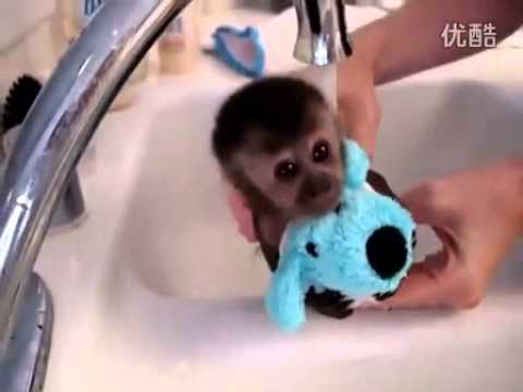 赤ちゃん猿の入浴シーン。これはたまらん！！！