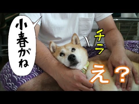 柴犬小春　お話に自分の名前登場　気になる