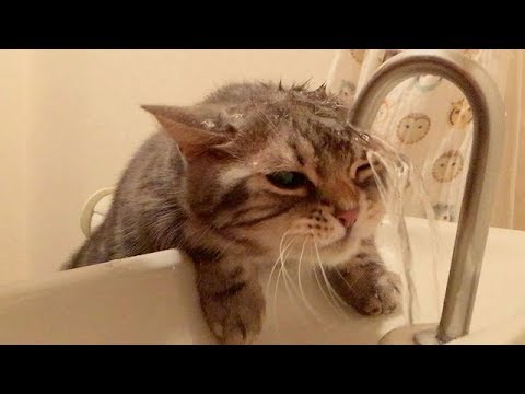 ネコちゃんとお水